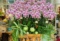 Shop hoa Lan Hồ Điệp giá rẻ uy tín ở tại Sài Gòn Shop hoa Lan Hồ Điệp giá rẻ uy tín ở tại Sài Gòn