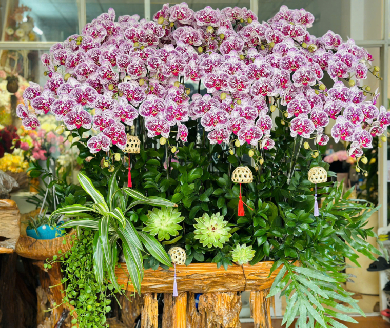 Shop hoa Lan Hồ Điệp giá rẻ uy tín ở tại Sài Gòn