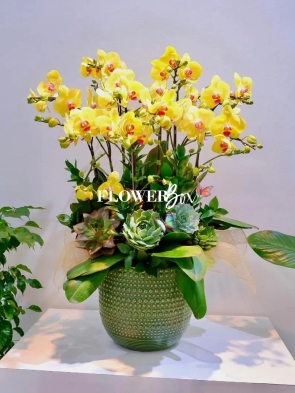 HD005 - Chậu hồ điệp 10 cành