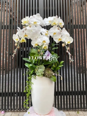 HD006 - Chậu hồ điệp 5 cành