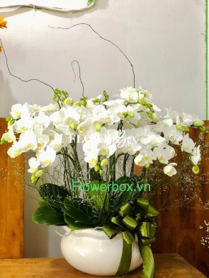 HDN003-CHẬU LAN HD NHÍ 13 CÀNH