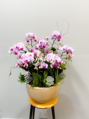 HDN007-CHẬU LAN HD NHÍ 8 CÀNH