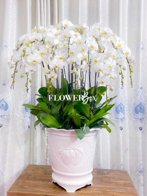 HD007 - Chậu hồ điệp 17 cành