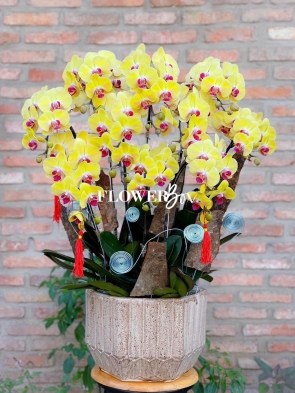 HD008 - Chậu hồ điệp 10 cành