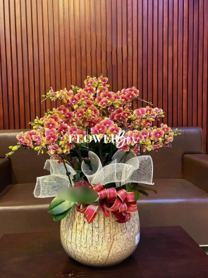 HDN004-CHẬU LAN HD NHÍ 16 CÀNH