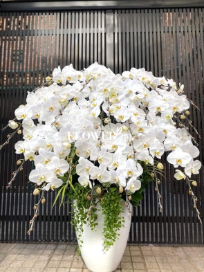 HD009 - Chậu hồ điệp 20 cành 