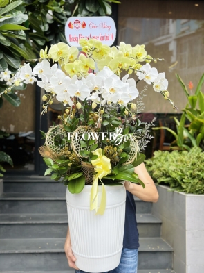 HD010 - Chậu hồ điệp 11 cành