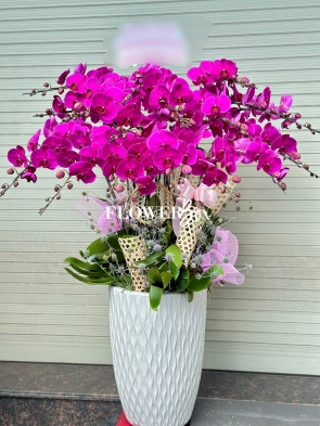 HD001 - Chậu HD 17 Cành