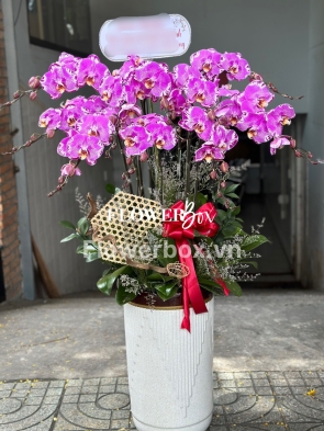 HD017 - Chậu hồ điệp 9 cành