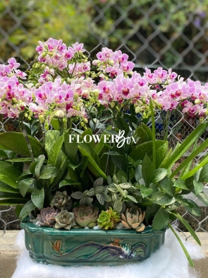 HDN010-CHẬU LAN HD NHÍ 10 CÀNH