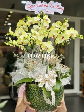 HDN009-CHẬU LAN HD NHÍ 9 CÀNH