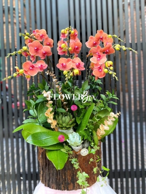 HDN014-CHẬU LAN HD NHÍ 9 CÀNH