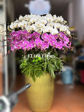 HD004 - Chậu HD 31 Cành