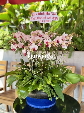 HDN013-CHẬU LAN HD NHÍ 9 CÀNH