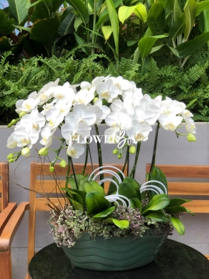 HDN008-CHẬU LAN HD NHÍ 6 CÀNH