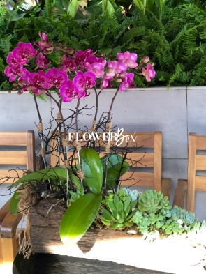 HDN015-CHẬU LAN HD NHÍ 5 CÀNH