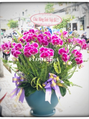 HDN012-CHẬU LAN HD NHÍ 11 CÀNH