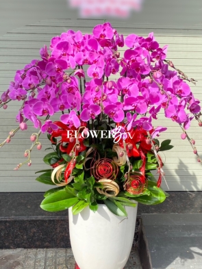 HD011 - Chậu hồ điệp 17 cành