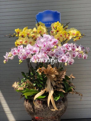 HD012 - Chậu hồ điệp 19 cành