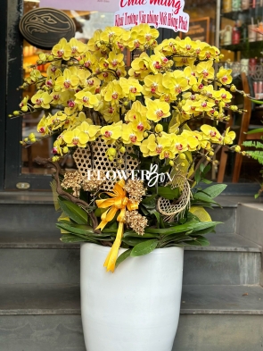 HD021 - Chậu hồ điệp 25cành