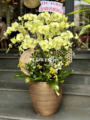 HD022 - Chậu hồ điệp 13 cành