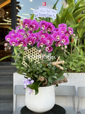 HD014 - Chậu hồ điệp 9 cành