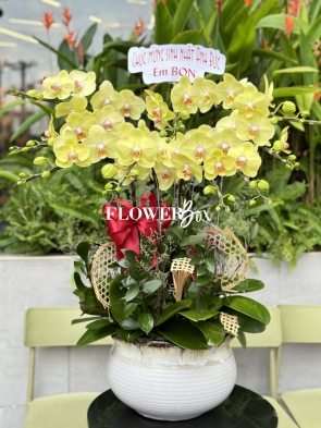 HD015 - Chậu hồ điệp 9 cành