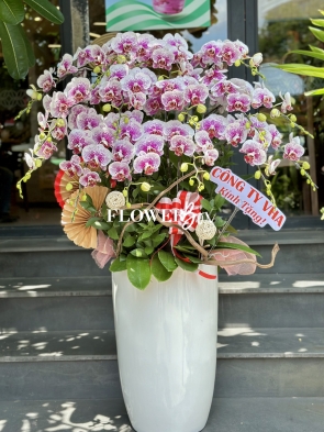 HD026 - Chậu hồ điệp 15 cành