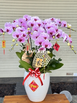 HD025 - Chậu hồ điệp 8 cành