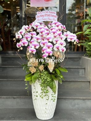 HD029 - Chậu hồ điệp 10 cành