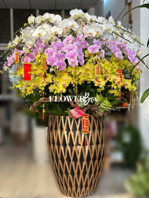 HD027 - Chậu hồ điệp 45 cành