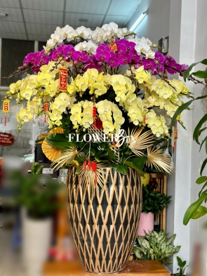 HD028 -0Chậu hồ điệp 36 cành