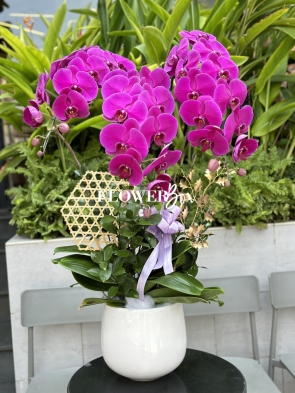 HD032 - Chậu hồ điệp 3 cành