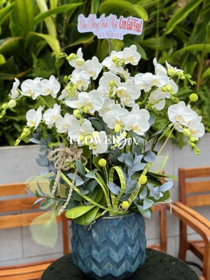 HDN016-CHẬU LAN HD NHÍ 11 CÀNH