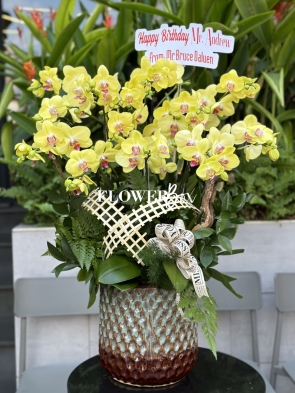 HDN011-CHẬU LAN HD NHÍ 10 CÀNH