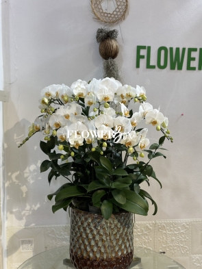 HDN017-CHẬU LAN HD NHÍ 10 CÀNH