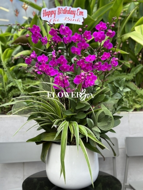 HDN018-CHẬU LAN HD NHÍ 11 CÀNH