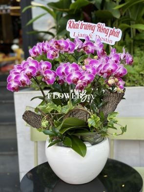 HDN002-CHẬU LAN HD NHÍ 6 CÀNH