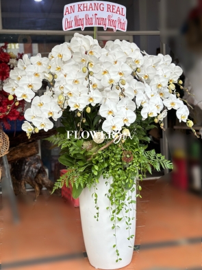 HD034 - Chậu hồ điệp 15 cành