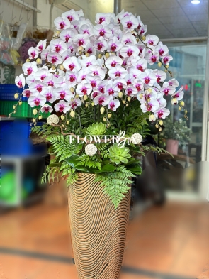 HD035 - Chậu hồ điệp 18 cành