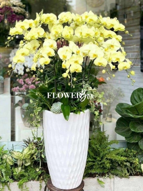 HD031 - Chậu hồ điệp 14 cành