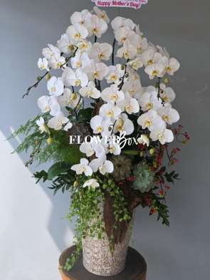 HD033 - Chậu hồ điệp 9 cành