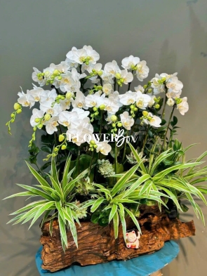 HDN019-CHẬU LAN HD NHÍ 15 CÀNH