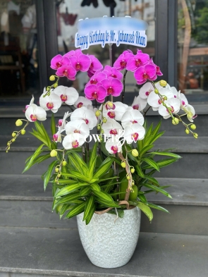 HD038 - Chậu hồ điệp 7 cành