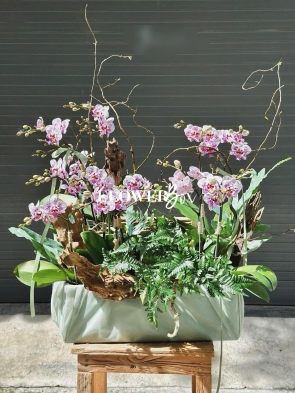 HDN027-CHẬU LAN HD NHÍ 11 CÀNH