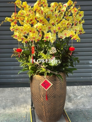 HD049 - Chậu hồ điệp 24 cành