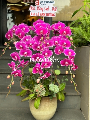 HD037 - Chậu hồ điệp 6 cành