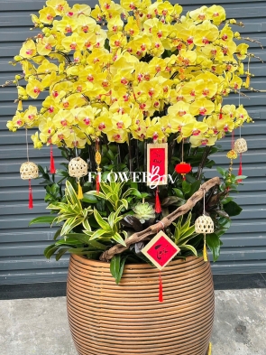 HD048 - Chậu hồ điệp 45 cành