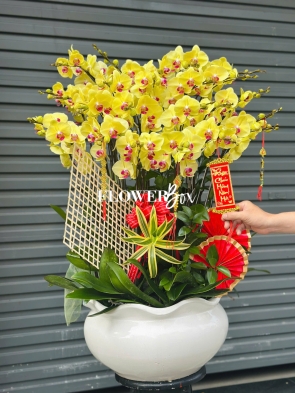 HD040 - Chậu hồ điệp 20 cành