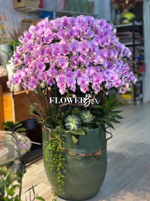 HD039 - Chậu hồ điệp 38 cành